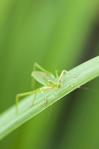 USA; Georgia; Savannah; Close up of Grasshopper