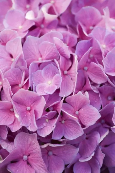 Framed Print : USA, Georgia, Savannah. Close up of hydrangea bloom