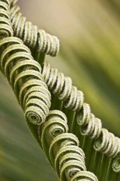 USA; Georgia; Savannah; Close up of sago palm in the Spring
