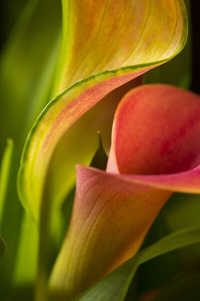 USA, Georgia, Savannah. Close-up of cala lily