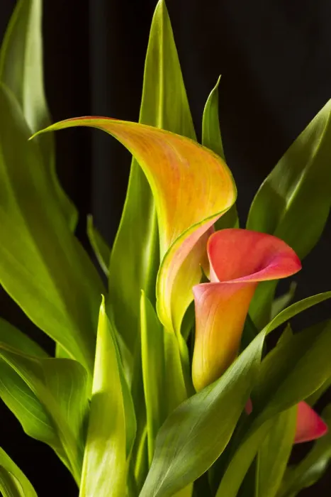 Framed Print : USA, Georgia, Savannah. Close-up of cala lily Framed Print : USA, Georgia, Savannah. Close-up of cala lily