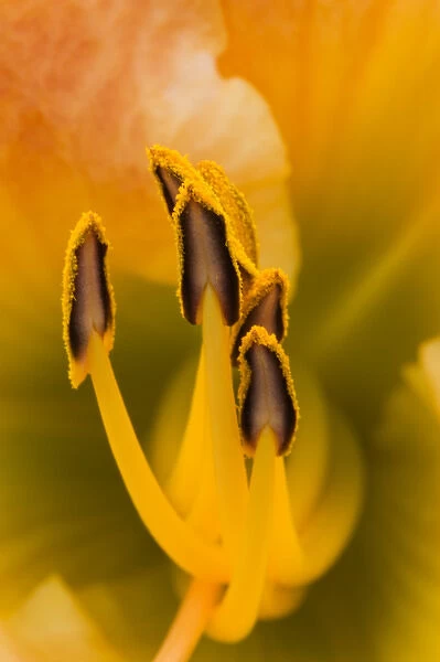 USA; Georgia; Savannah; Close-up of daylily