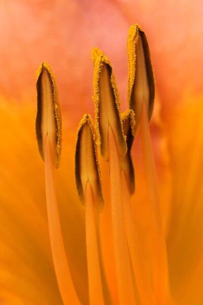 USA; Georgia; Savannah; Close-up of daylily