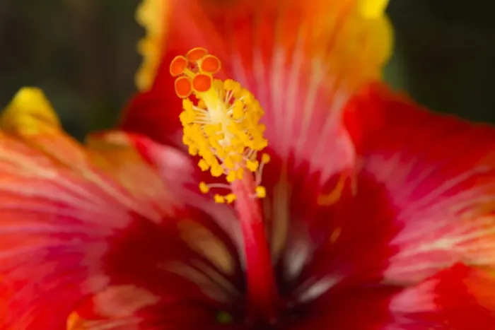 Framed Print : USA, Georgia, Savannah. Close-up of a hibiscus