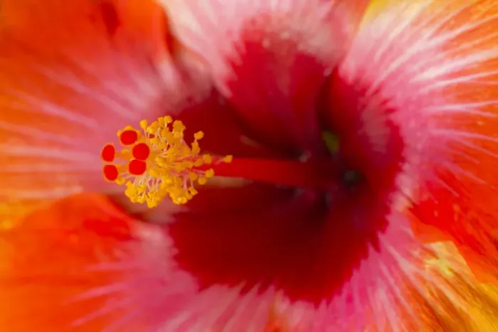 Framed Print : USA, Georgia, Savannah. Close-up of hibiscus in the spring Framed Print : USA, Georgia, Savannah. Close-up of hibiscus in the spring