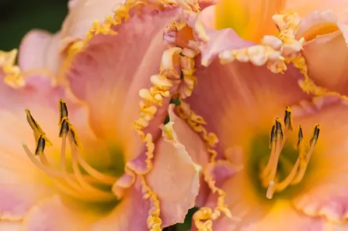 Framed Print : USA; Georgia; Savannah; Daylilies with ruffled edges Framed Print : USA; Georgia; Savannah; Daylilies with ruffled edges
