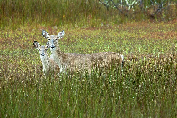 USA, Georgia, Savannah. Doe an fawn in the marsh grass