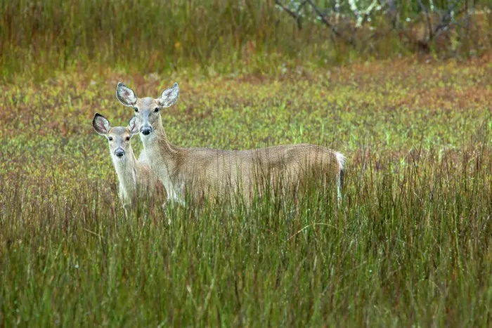 Framed Print : USA, Georgia, Savannah. Doe an fawn in the marsh grass Framed Print : USA, Georgia, Savannah. Doe an fawn in the marsh grass