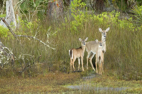 USA, Georgia, Savannah. Doe and twin fawns at Skidaway Island State Park