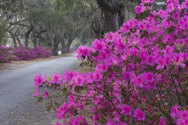 USA, Georgia, Savannah, Drive in Historic Bonaventure Cemetery in the spring