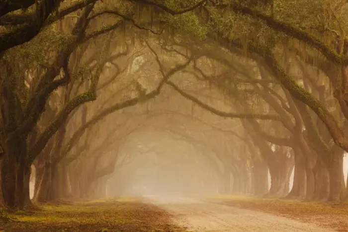 Framed Print : USA; Georgia; Savannah; Fog and Oak trees along drive at Wormsloe Plantation Framed Print : USA; Georgia; Savannah; Fog and Oak trees along drive at Wormsloe Plantation
