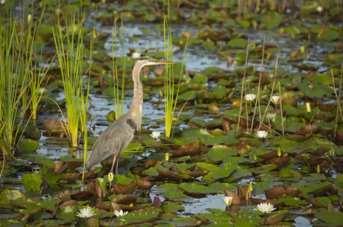 Framed Print : USA, Georgia, Savannah. Great blue heron fishing among lily pads Framed Print : USA, Georgia, Savannah. Great blue heron fishing among lily pads