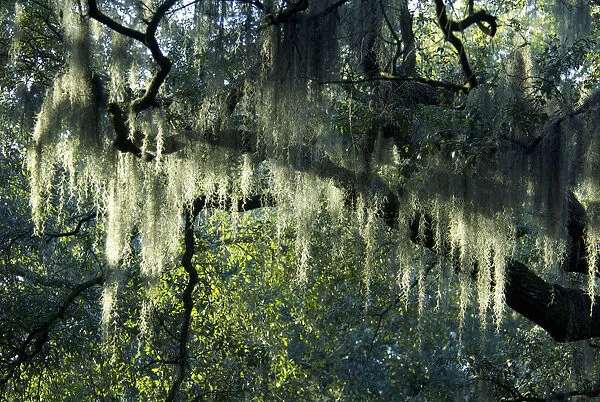 USA, Georgia, Savannah, historic district, Spanish moss on live oak trees