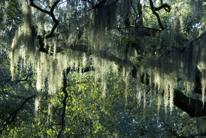 Framed Print : USA, Georgia, Savannah, historic district, Spanish moss on live oak trees Framed Print : USA, Georgia, Savannah, historic district, Spanish moss on live oak trees