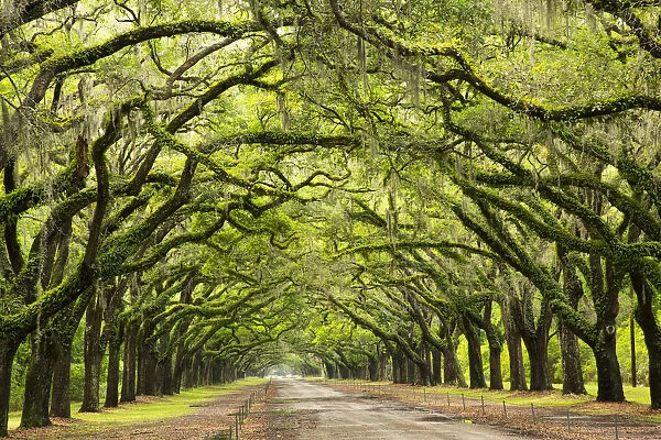 USA, Georgia, Savannah. Historic Wormsloe Plantation mile long drive