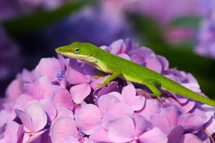 Framed Print : USA; Georgia; Savannah; Lizard on hydrangea Framed Print : USA; Georgia; Savannah; Lizard on hydrangea