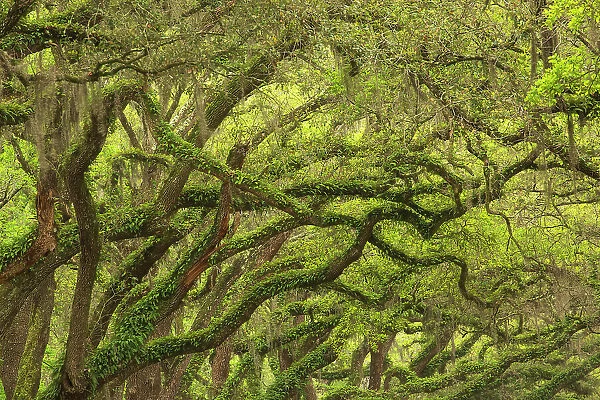 USA, Georgia, Savannah. Oak limbs with resurrection ferns along drive at Wormsloe Plantation