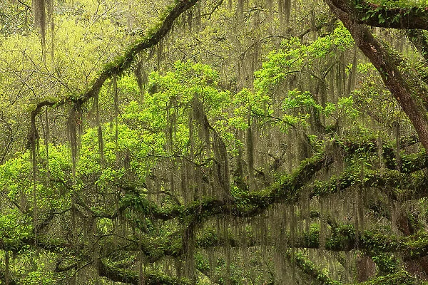 USA, Georgia, Savannah. Oak limbs with resurrection ferns along drive at Wormsloe Plantation