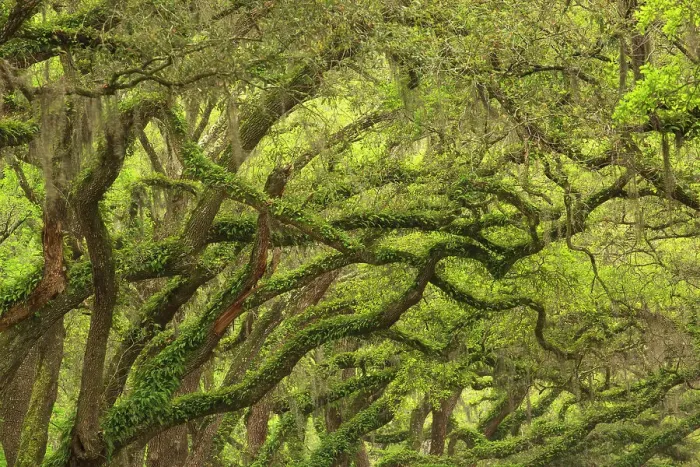 Framed Print : USA, Georgia, Savannah. Oak limbs with resurrection ferns along drive at Wormsloe Plantation Framed Print : USA, Georgia, Savannah. Oak limbs with resurrection ferns along drive at Wormsloe Plantation