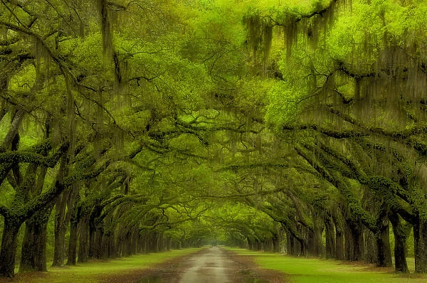USA; Georgia; Savannah; Oak lined drive at Historic Wormsloe Plantation