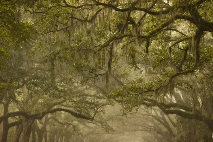 Framed Print : USA; Georgia; Savannah; Oak trees in the fall Framed Print : USA; Georgia; Savannah; Oak trees in the fall