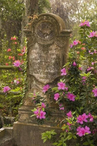 USA; Georgia; Savannah. Old tombstone with azaleas blooming in the spring at historic