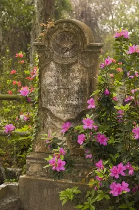 Framed Print : USA; Georgia; Savannah. Old tombstone with azaleas blooming in the spring at historic Framed Print : USA; Georgia; Savannah. Old tombstone with azaleas blooming in the spring at historic