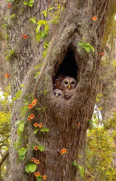 USA, Georgia, Savannah. Owl and baby at nest in oak tree with trumpet vine blooming