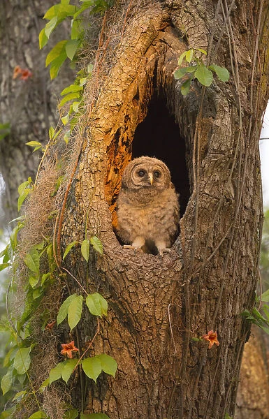 USA, Georgia, Savannah. Owl chick at nest in oak tree with trumpet vine blooming