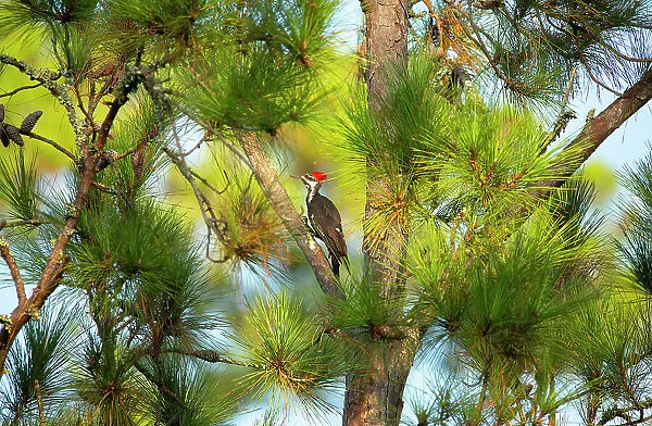 USA, Georgia, Savannah. Pileated woodpecker in tall pine tree