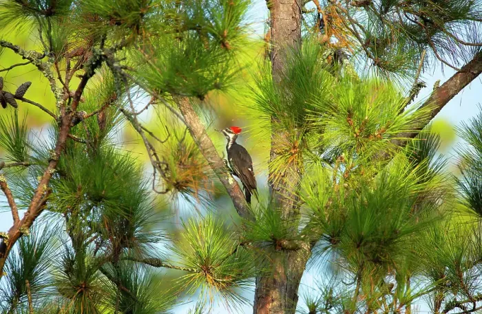 Framed Print : USA, Georgia, Savannah. Pileated woodpecker in tall pine tree