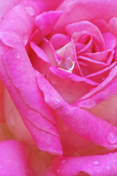 USA, Georgia, Savannah. Pink rose with water drops