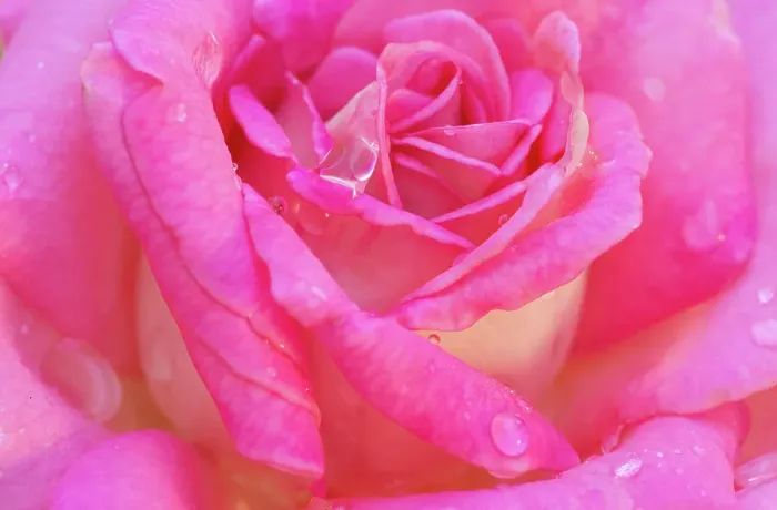 Framed Print : USA, Georgia, Savannah. Pink rose with water drops Framed Print : USA, Georgia, Savannah. Pink rose with water drops