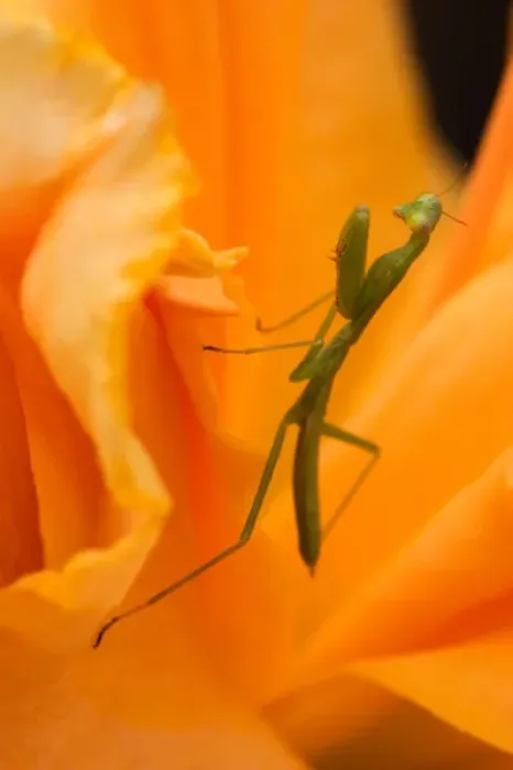 Framed Print : USA; Georgia; Savannah; Praying mantis on daylily Framed Print : USA; Georgia; Savannah; Praying mantis on daylily