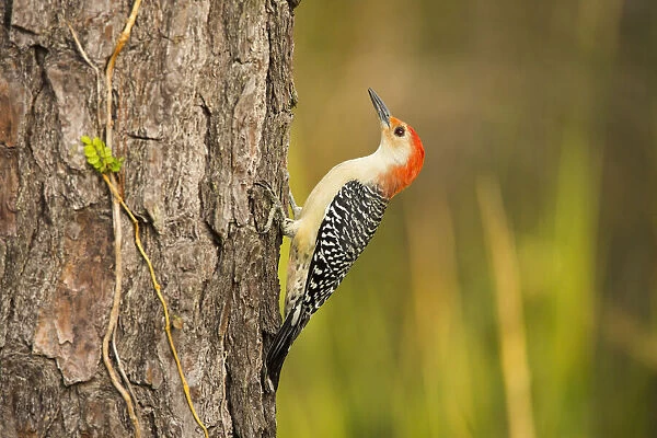 USA, Georgia, Savannah. Red -bellied woodpecker on pine tree