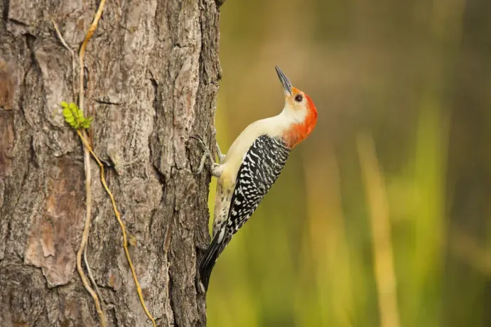 Framed Print : USA, Georgia, Savannah. Red -bellied woodpecker on pine tree Framed Print : USA, Georgia, Savannah. Red -bellied woodpecker on pine tree