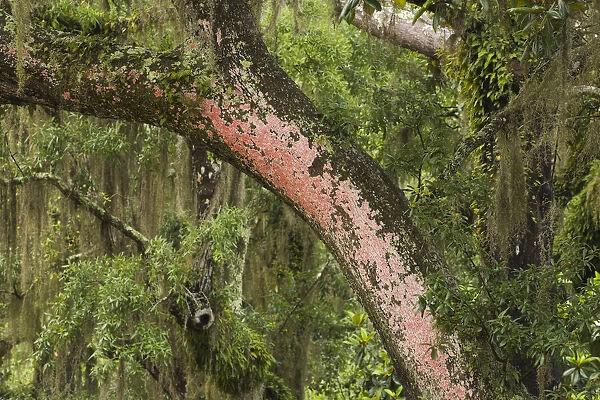 USA, Georgia, Savannah. Red lichen on tree at Bonaventure Cemetery