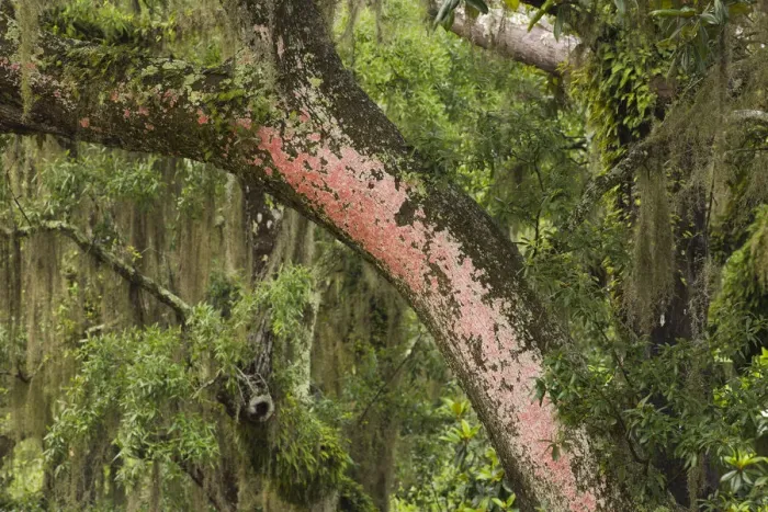 Framed Print : USA, Georgia, Savannah. Red lichen on tree at Bonaventure Cemetery