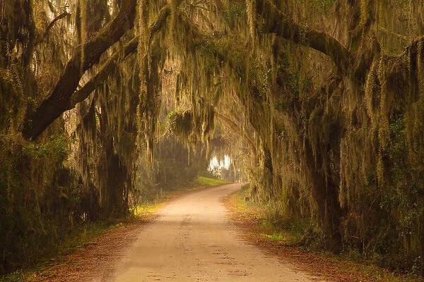 USA; Georgia; Savannah; Savannah Wildlfe Refuge; Moss draped oaks along drive at