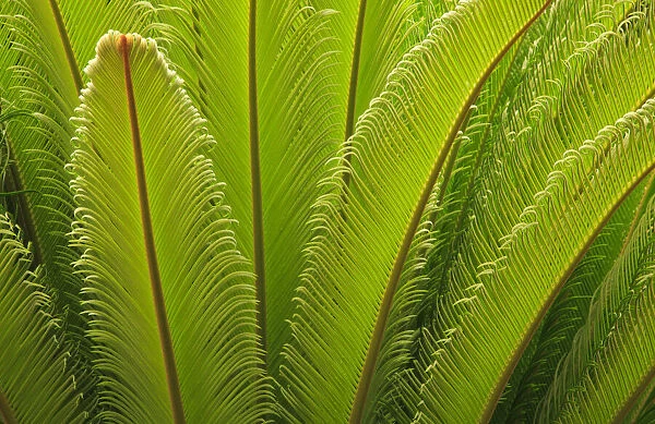 USA, Georgia, Savannah. Spring frond growth of a sago palm