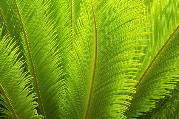 USA, Georgia, Savannah. Spring fronds on a sago palm