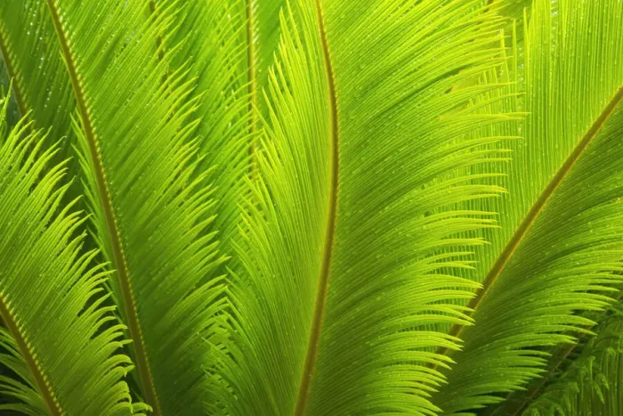 Framed Print : USA, Georgia, Savannah. Spring fronds on a sago palm Framed Print : USA, Georgia, Savannah. Spring fronds on a sago palm