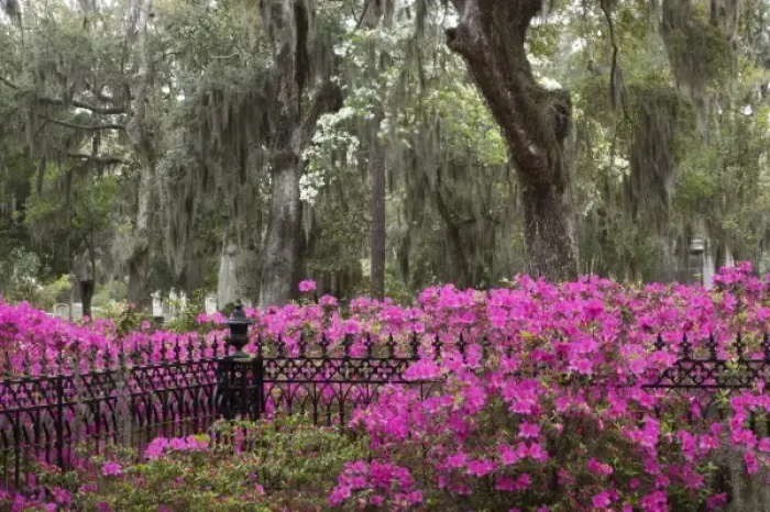 Framed Print : USA, Georgia, Savannah, Spring at Historic Bonaventure Cemetery Framed Print : USA, Georgia, Savannah, Spring at Historic Bonaventure Cemetery
