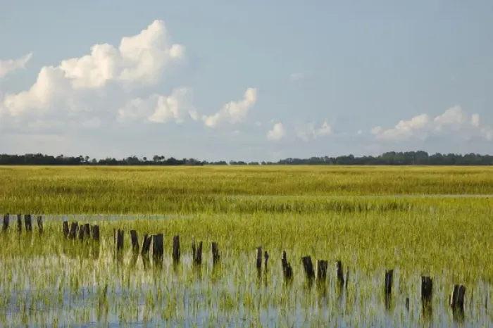Framed Print : USA; Georgia; Savannah; Tidal marsh with pilings Framed Print : USA; Georgia; Savannah; Tidal marsh with pilings