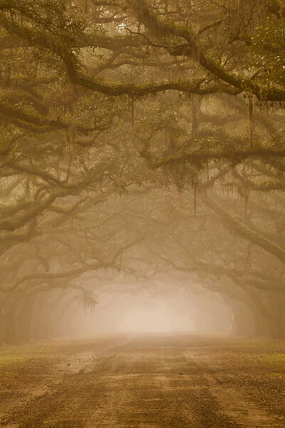 USA, Georgia, Savannah. Wormsloe Plantation Drive in the early morning fog