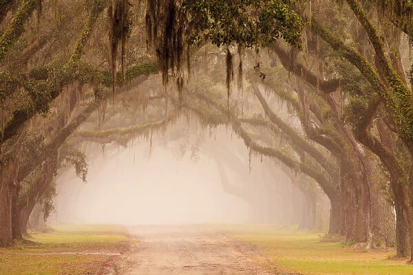 USA, Georgia, Savannah. Wormsloe Plantation Drive in the early morning fog