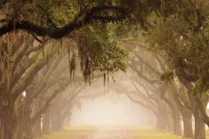 Framed Print : USA, Georgia, Savannah. Wormsloe Plantation Drive in the early morning fog Framed Print : USA, Georgia, Savannah. Wormsloe Plantation Drive in the early morning fog