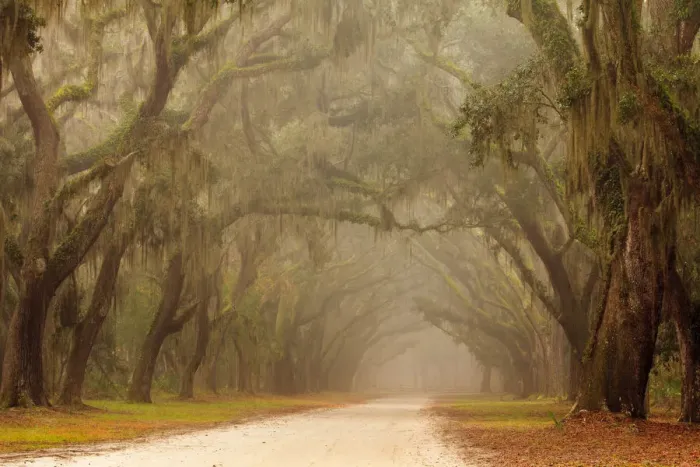 Framed Print : USA, Georgia, Savannah. Wormsloe Plantation Drive in the early morning fog Framed Print : USA, Georgia, Savannah. Wormsloe Plantation Drive in the early morning fog