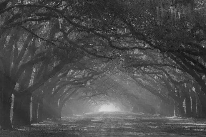 Framed Print : USA, Georgia, Savannah. Wormsloe Plantation Drive in the early morning with rays of the sun Framed Print : USA, Georgia, Savannah. Wormsloe Plantation Drive in the early morning with rays of the sun