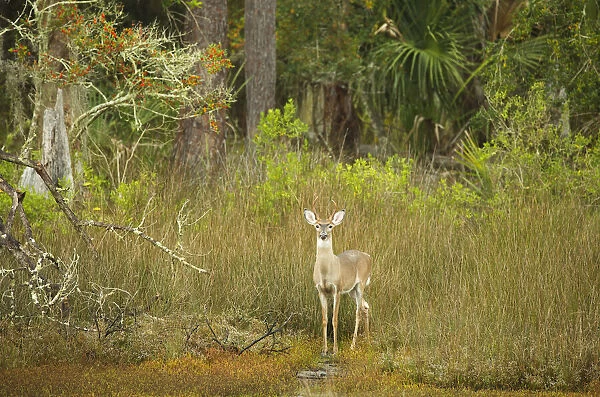 USA, Georgia, Savannah. Young buck in the marsh at Skidaway Island Ste Park